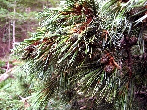 pine, cones, Twigs