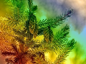 spruce, cones, color