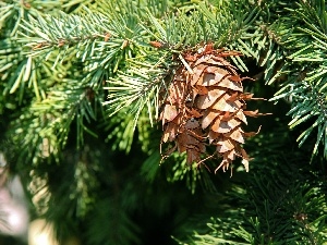 spruce, cones, twig