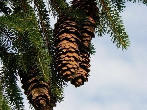 spruce, cones, Twigs