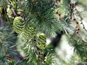 Swierk, cones, branch