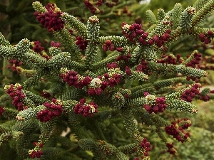 trees, cones, conifer