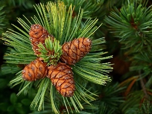 twig, cones, pine