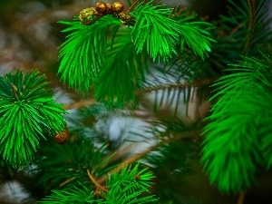 conifer, pine, trees, Twigs