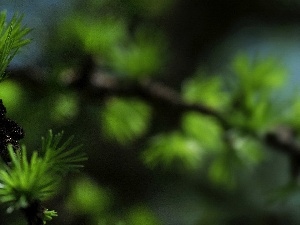 conifer, twig