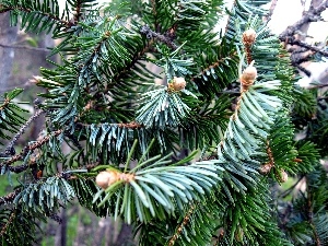 conifer, Twigs