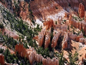 Conifers, viewes, canyon, trees