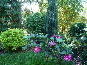 Flowers, Conifers, grass