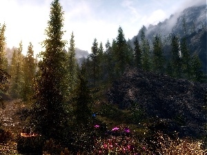 Conifers, viewes, Mountains, Flowers, trees