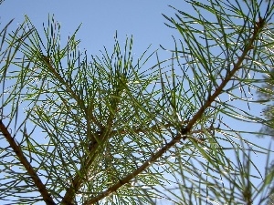 conifers, needles