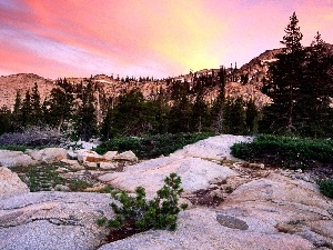 Conifers, green ones, peaks, rocks, Mountains