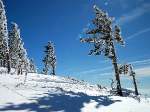 Conifers, trees, viewes, winter, Sky, Snowy