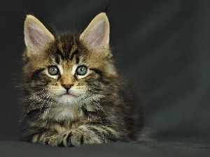 Maine Coon, kitten