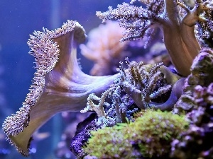 coral, cay, deep-sea