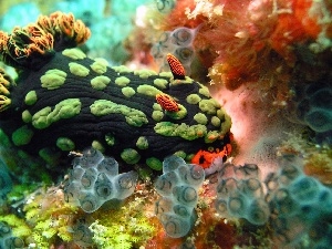 reef, coral, Ocean