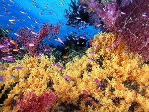 reef, coral, underwater