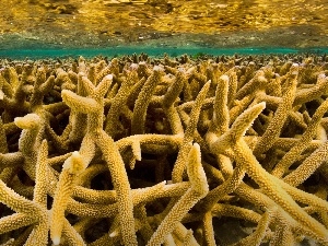 Corals, sea