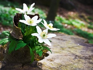 cork, Anemones, Flowers, White