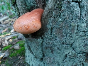 hub, cork, Mushrooms