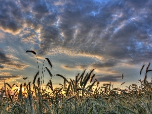 corn, clouds