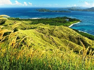 Coast, corn, sea