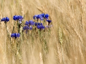 corn, cornflowers