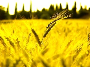 Ears, corn, Yellow