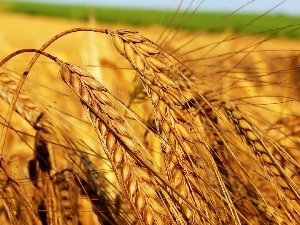 corn, Field