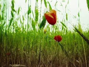 corn, papavers