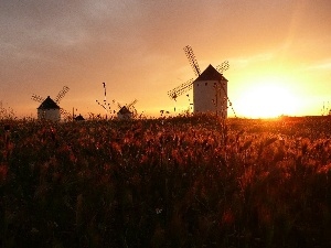 corn, Windmills, rays, sun