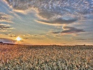 corn, Sky