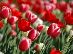 Tulips, corn, Flowers