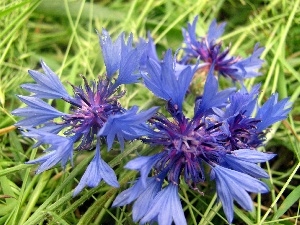 cornflowers