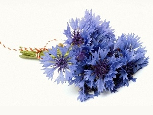 Blue, cornflowers, bunch