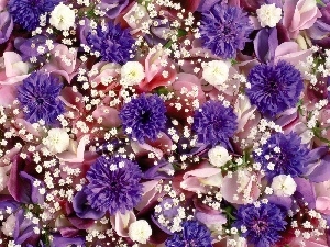 cornflowers, Flowers, color, different