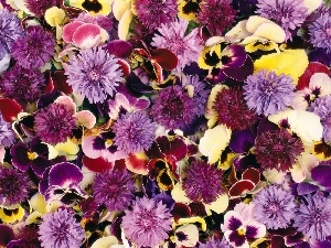 cornflowers, pansies, color, Flowers