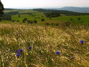 corn, cornflowers, Field