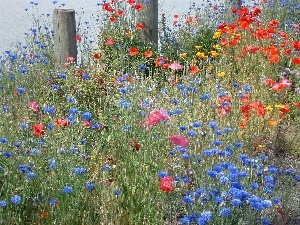 papavers, cornflowers, Meadow