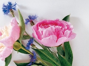 cornflowers, Blue, bouquet, Peonies, flowers