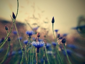 cornflowers