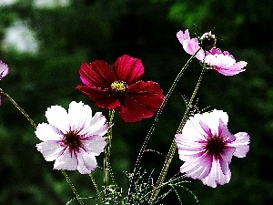 Flowers, Cosmos, color