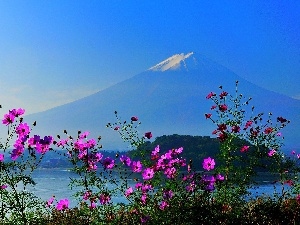 Flowers, Cosmos, mountains