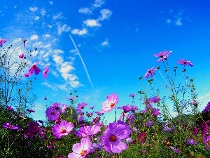 Cosmos, Flowers, Laka, Sky