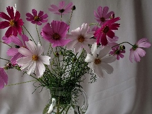 White, Cosmos, purple