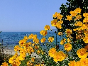 Cosmos, sea, Yellow Honda