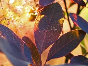 Cotinus Coggygria, Leaf, Bush