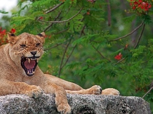 Growling, Lioness, Stone