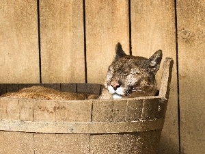 cougar, the sleeping, wooden, Ceberek