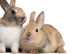 couple, Rabbits