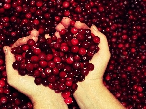 hands, cranberry, Heart